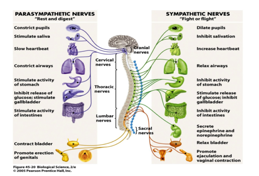 The Autonomic Nervous System - Parent and Kid Stress